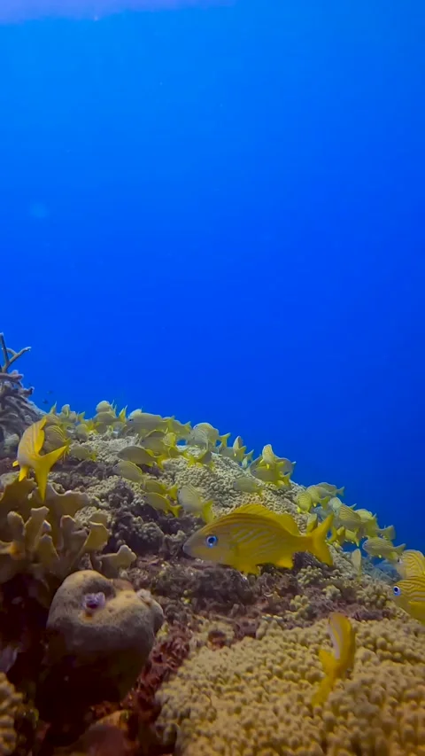 Vertical - fish in front of corals Stock Footage 230531097