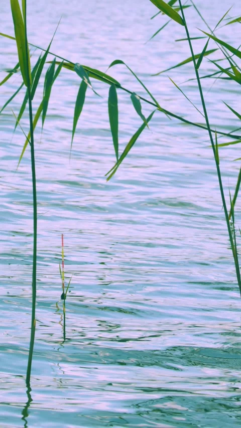 Vertical fishing float bobbing and pulling left on calm lake water Видео 345169781