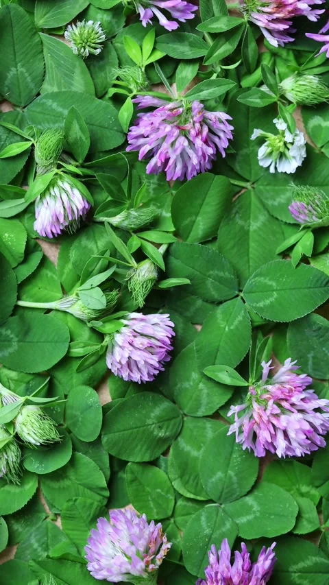 Vertical Flat Lay Of Blooming Clover Flowers Among Green Leaves 動画素材 343279829