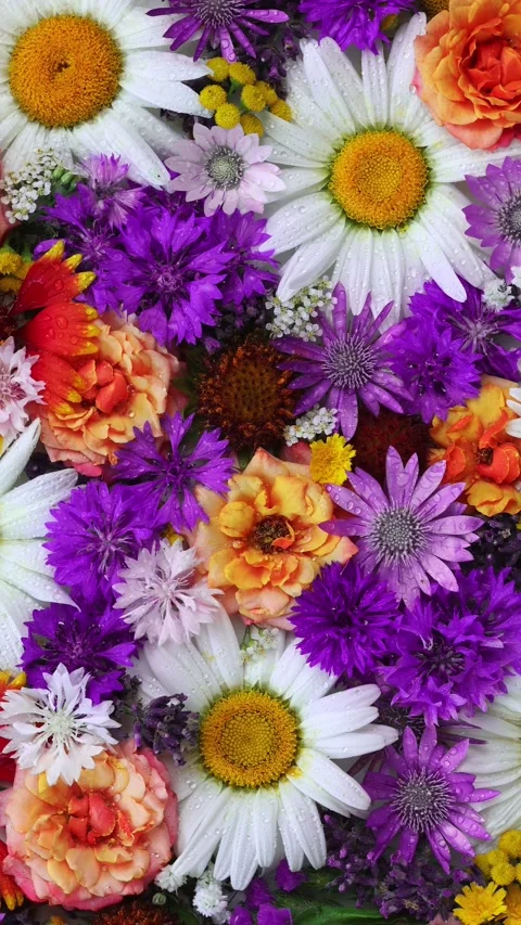 Vertical Flat Lay Of Colorful Mixed Wildflowers Full Frame Pattern 스톡 동영상 343281346