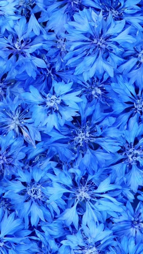 Vertical Flat Lay Of Vivid Blue Cornflowers Full Frame Pattern Stock Footage 343281472