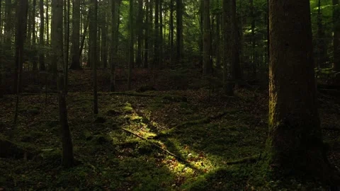 Vertical flight inside morning woods Video stock 130507773