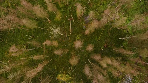 Vertical flight over bald forests. Trees broken by the wind Stock Footage 161082167
