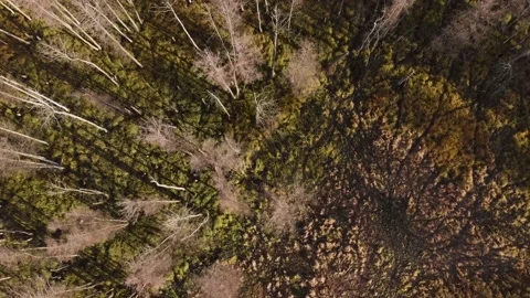 Vertical flight over bald forests. The sun creates the shadow of the trees Stock Footage 161087764