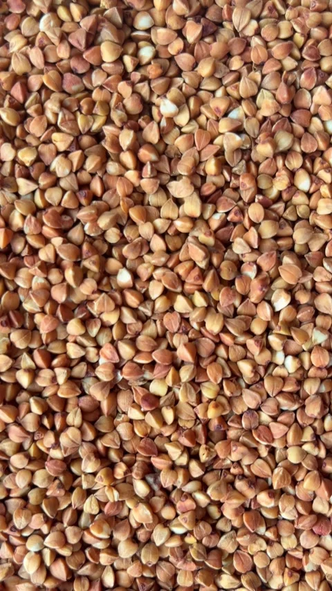 Vertical Flight Over Buckwheat Grains Field Texture Background Stock Footage 336506932