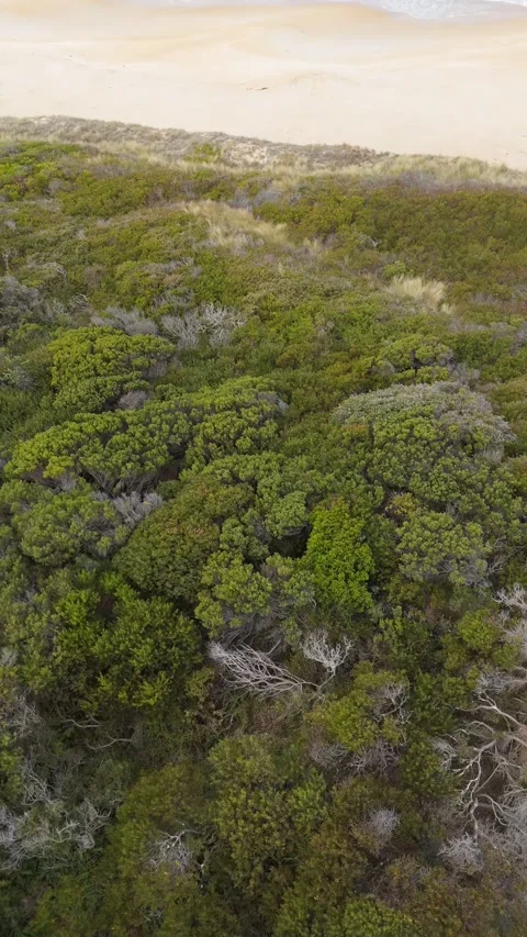 Vertical flight over coastal scrub revealing a white sand beach and ocean. Stock-Footage 332542576