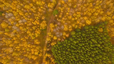 Vertical flight over the Yellow autumn forest. Incredible colors of autumn. Stock Footage 150509032