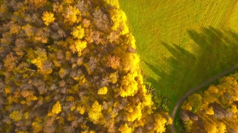 Vertical flight over yellow forests and beautiful fields planted with winter Stock Footage 142862673