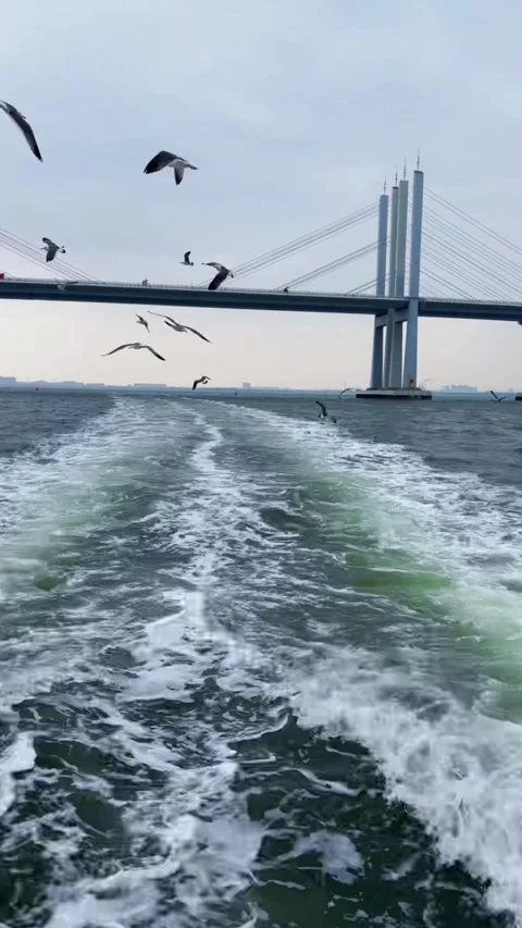 Vertical Flock of Seagulls Soaring Above Ship Waves Vídeos de archivo 334766037
