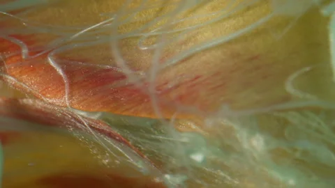 Vertical floral drip ink fluid fume flower tulip Stock Footage 341372597