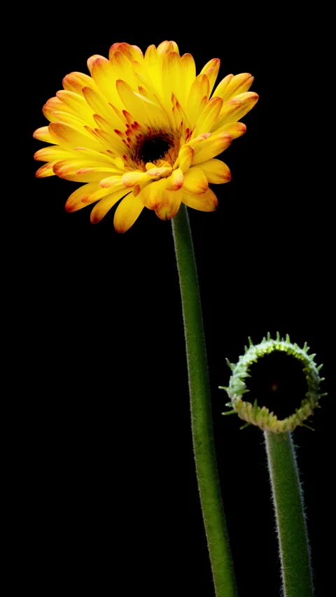 Vertical floral timelapse showing a fully opened yellow gerbera beside a... Stock Footage 340116144
