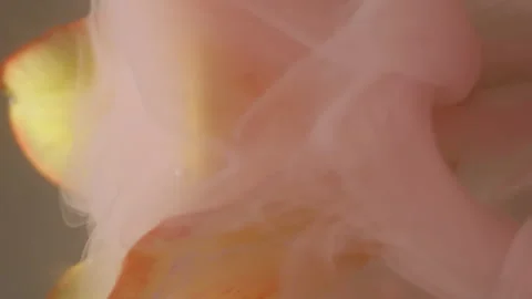 Vertical flower abstraction splash paint tulip Video stock 343768662