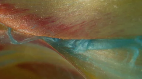 Vertical flower smoke ink drop explosion tulip Stock Footage 341453357