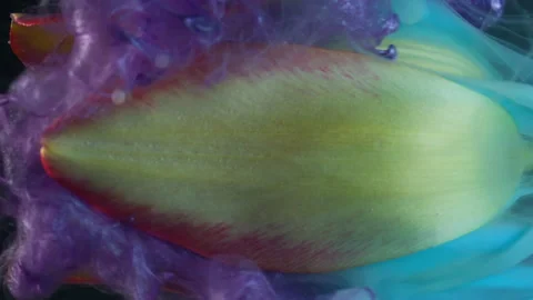 Vertical flower steam ink drop fume tulip petals Stock Footage 343736901