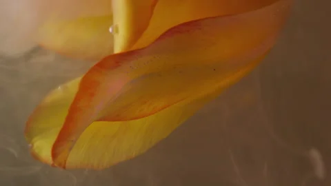Vertical flower steam ink drop vapor tulip petals Stock Footage 343768519