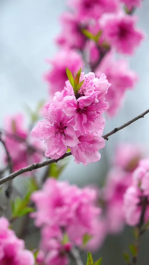 Vertical Flowering Peach Branch with Dense Blossom Clusters Vídeos de archivo 331424071