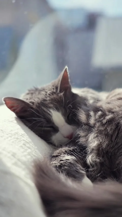Vertical fluffy cute gray cat sleeping on a window Stock Footage 317821100