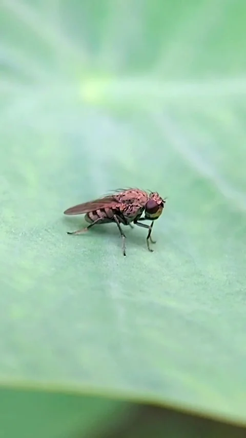 Vertical Fly (Diptera) Grooming Head on Leaf 2K Slow Motion Stock Footage 346176891