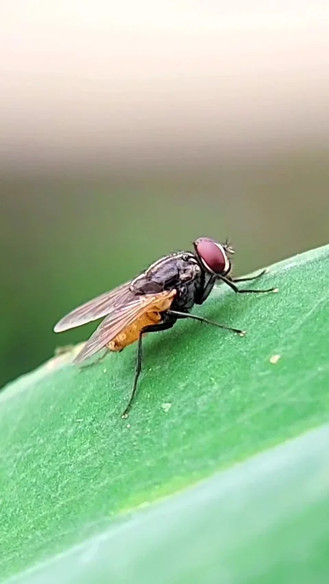 Vertical Fly (Diptera) Resting on Leaf 4K Slow Motion Stock Footage 346229474