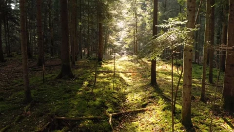 Vertical fly inside beautiful sunny woods Stock-Footage 320263078