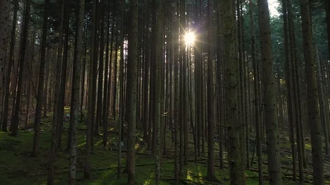 Vertical fly in mossy conifer tree forest Vídeos de archivo 123032551