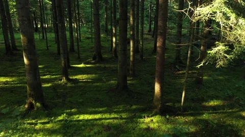 Vertical flying in sunny mosssy forest Stock Footage 337574424
