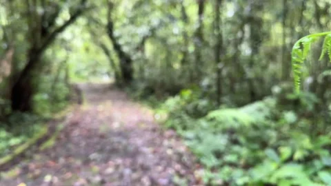 Vertical Focus Pull, Lush Green Fern to Jungle Path 스톡 동영상 325646587