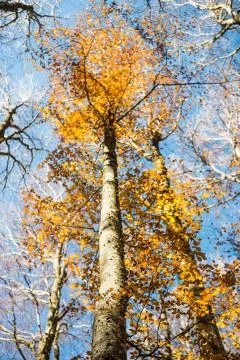 Vertical focused beech trunk and blurred colorful autumn treetop Stock Photos