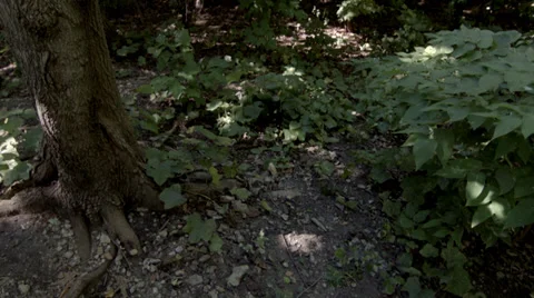 Vertical Foliage Pan w/ SR tree Video stock 33268447