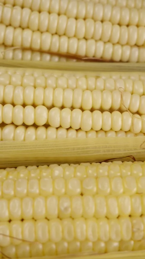 Vertical food video Macro view of a Cooked corn Stock Footage 280327842