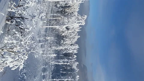VERTICAL FOOTAGE. Above view of Winter frozen pine tops of trees at frosty Stockbeeldmateriaal 149239180