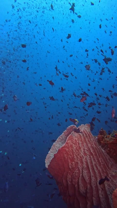 Vertical footage of big sponge and thousands of trigger fish around with blue Stock Footage 296312375