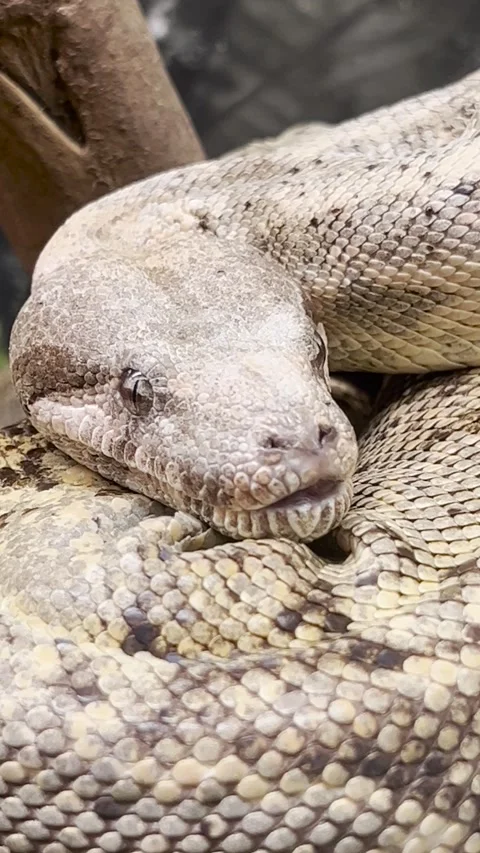 Vertical footage of a boa constrictor snake closeup Stock Footage 318419882