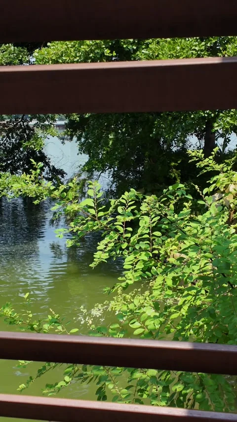 Vertical Footage Calm Lake With Railing And Trees Stock Footage 315847992