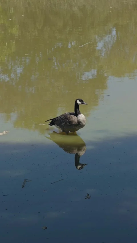 Vertical footage of Canada goose standing in shallow pond water 스톡 동영상 343817029