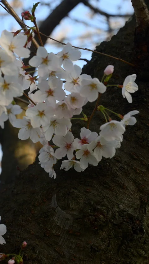 Vertical footage of cherry blossoms in bloom on a clear spring day in Japan. Video stock 268122055