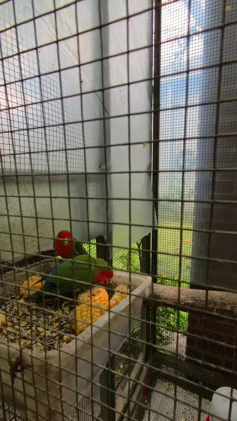 Vertical footage of Eclectus Parrot activity in a cage Video stock 318906804