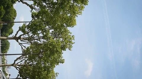 Vertical footage Eiffel Tower in Paris, France Stock Footage 107878143