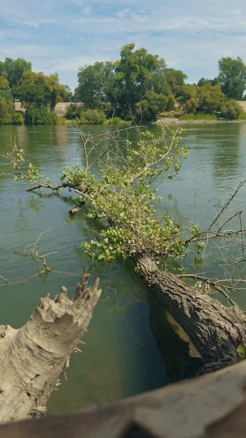 Vertical footage of a fallen tree partially submerged in a calm river Stock Footage 346098026