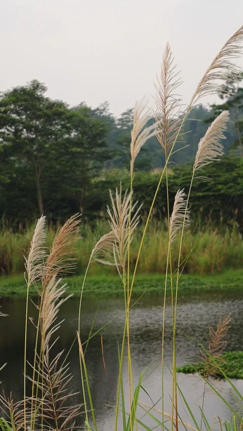 Vertical Footage of Feathery Reed Grass Swaying in the Wind Beside a Calm Pond 스톡 동영상 343810542
