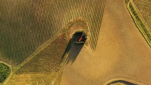 Vertical Footage of a group of trees Stock Footage 131614437