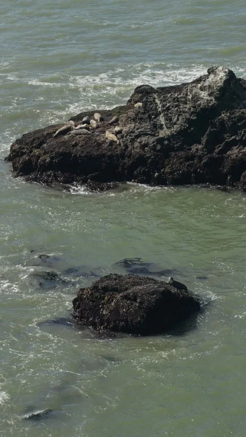Vertical footage of harbor seals resting on rocky sea stacks Stock Footage 336524196