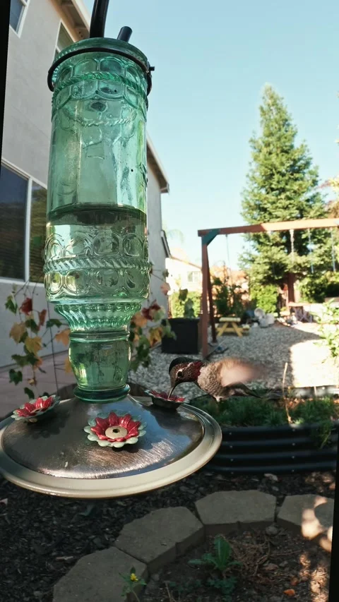 Vertical footage of a hummingbird hovering and feeding from a vintage feeder Stock-Footage 334641685