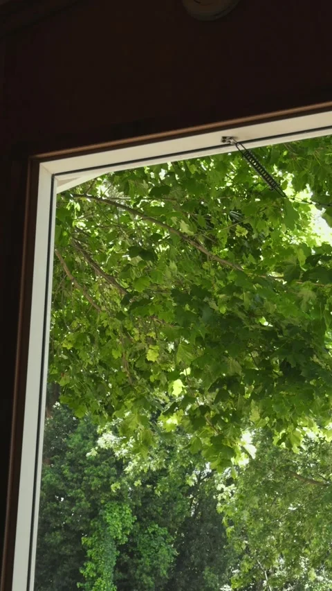 Vertical footage of lush green tree leaves framed by an open door Stock Footage 336524168