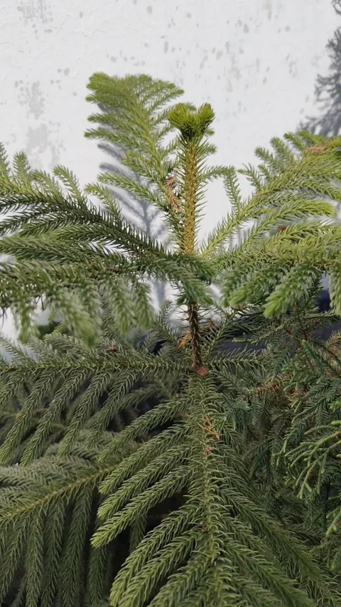 Vertical footage of norfolk pine Stock Footage 281611105