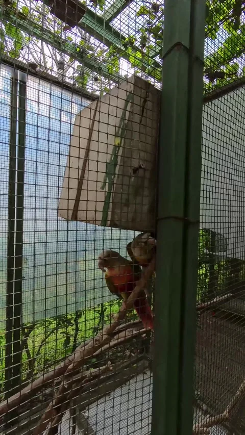 Vertical footage of a pair of active parakeets in a cage Stock Footage 318906703