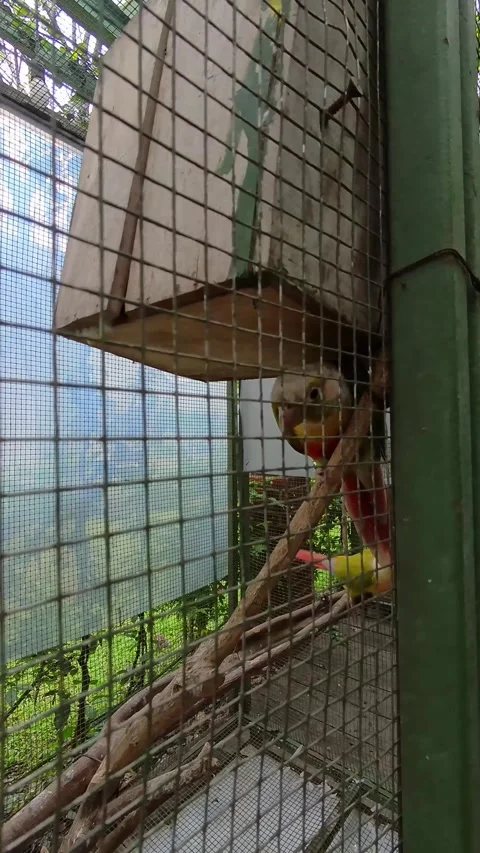 Vertical footage of a pair of active parakeets in a cage Stock Footage 318906742