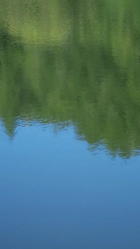 Vertical footage of reflection of trees on the surface of the lake Stock Footage 319812738