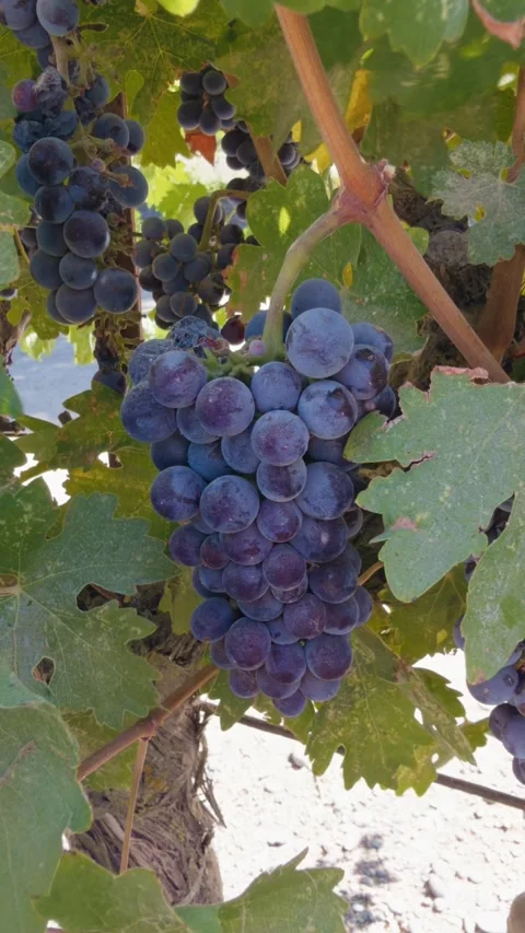 Vertical footage of ripe red wine grapes hanging on a sunny vineyard vine Stock Footage 346097980