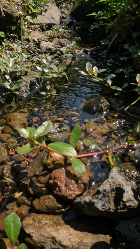 Vertical footage of a small mountain river flowing clear and overgrown with Stock Footage 319812572